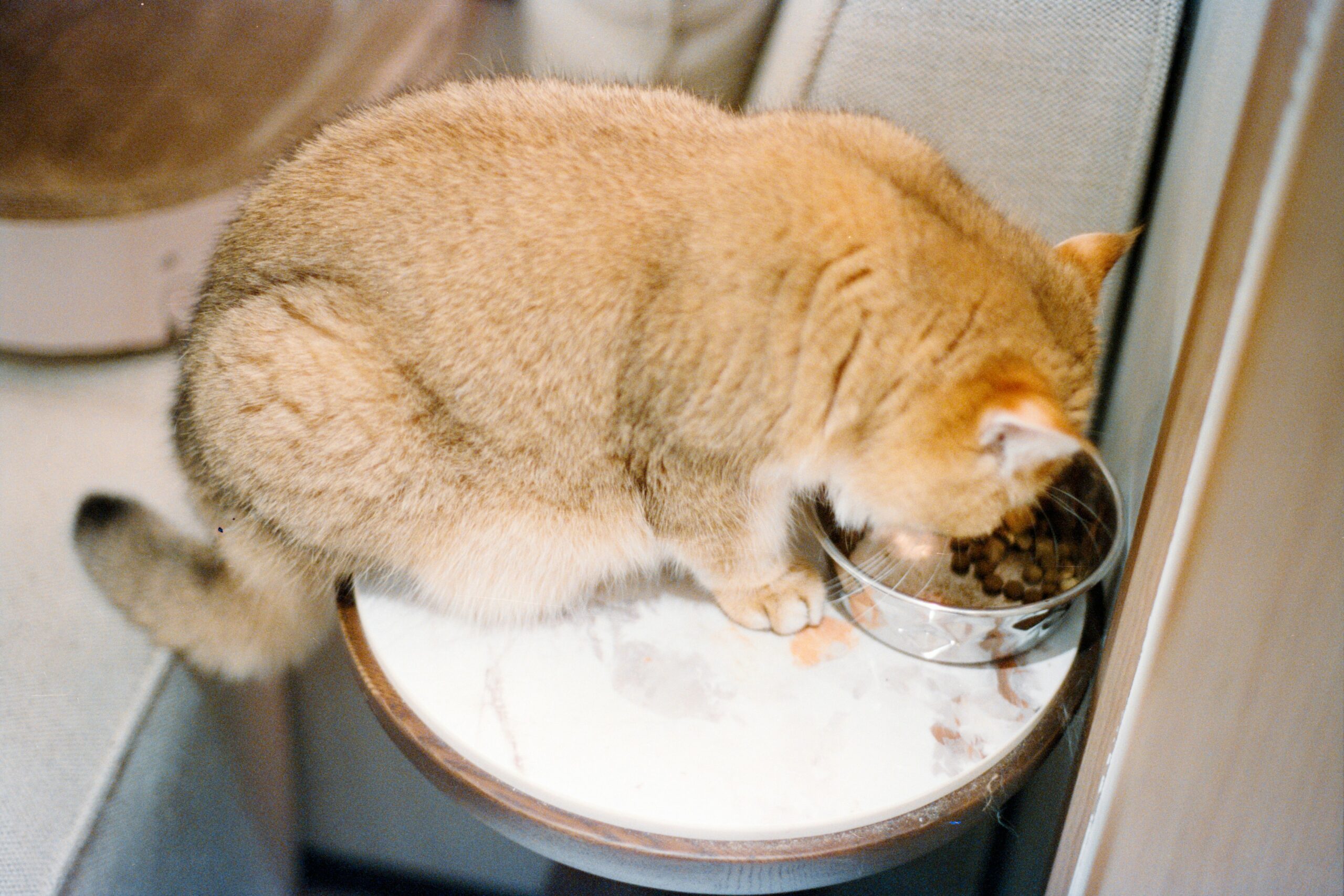 Managing Weight Gain in Pets: Understanding and Solutions