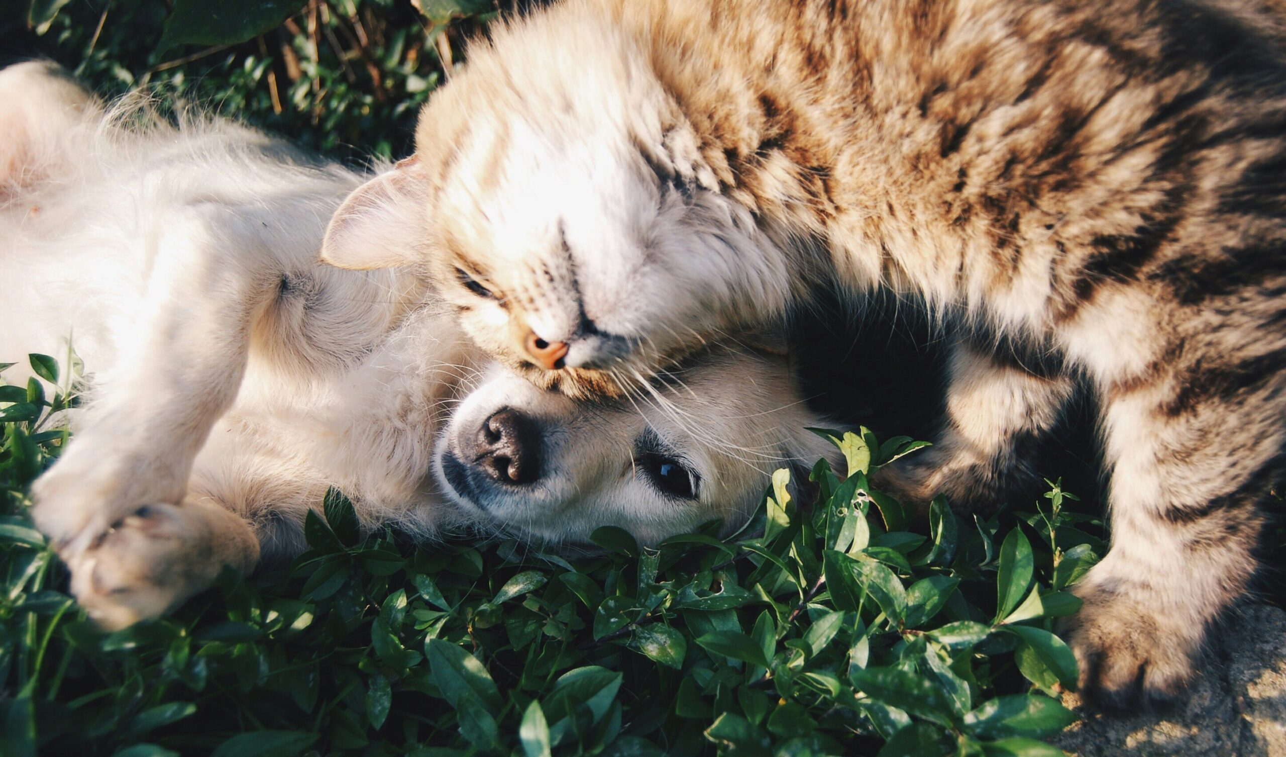 Are Pet Supplements Necessary for Health?