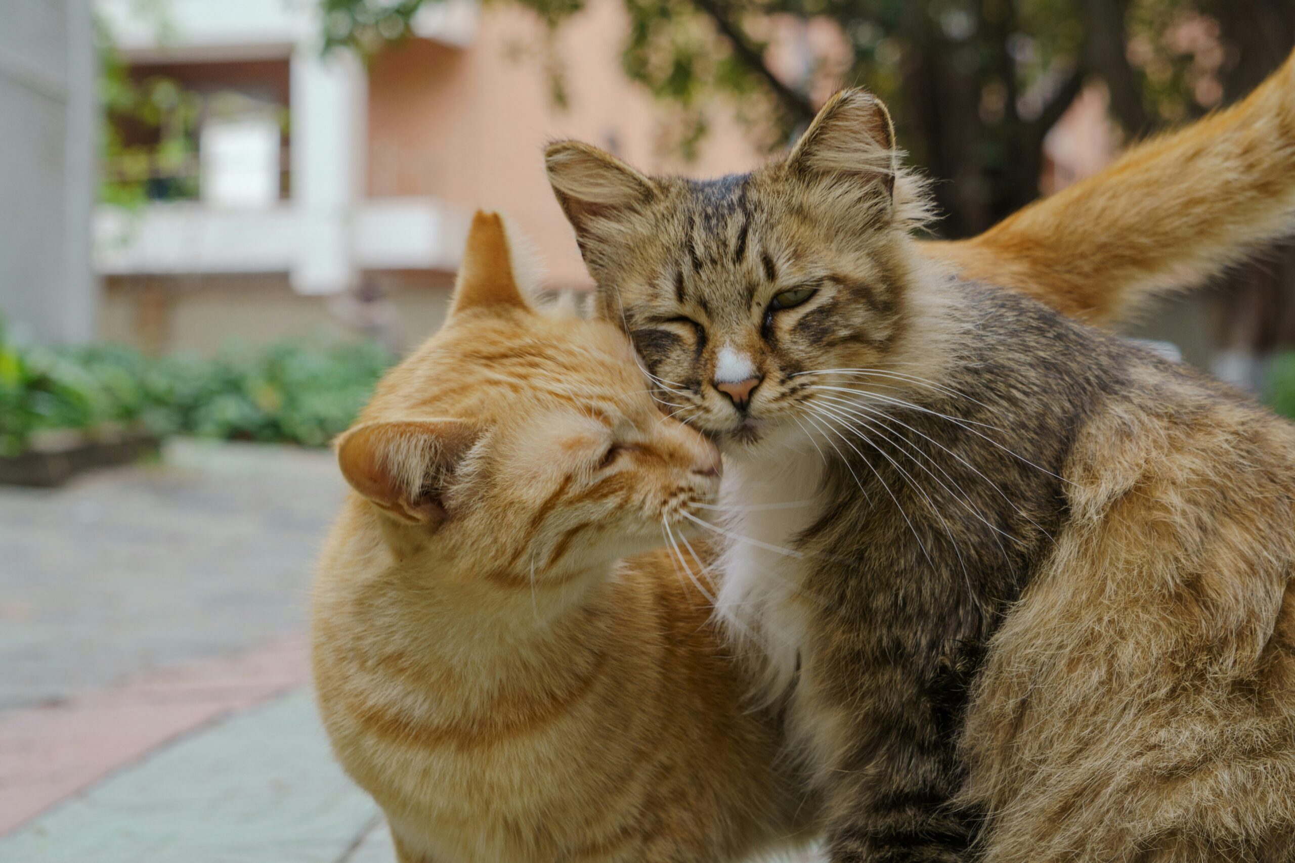 Understanding Feline Trust and Affection