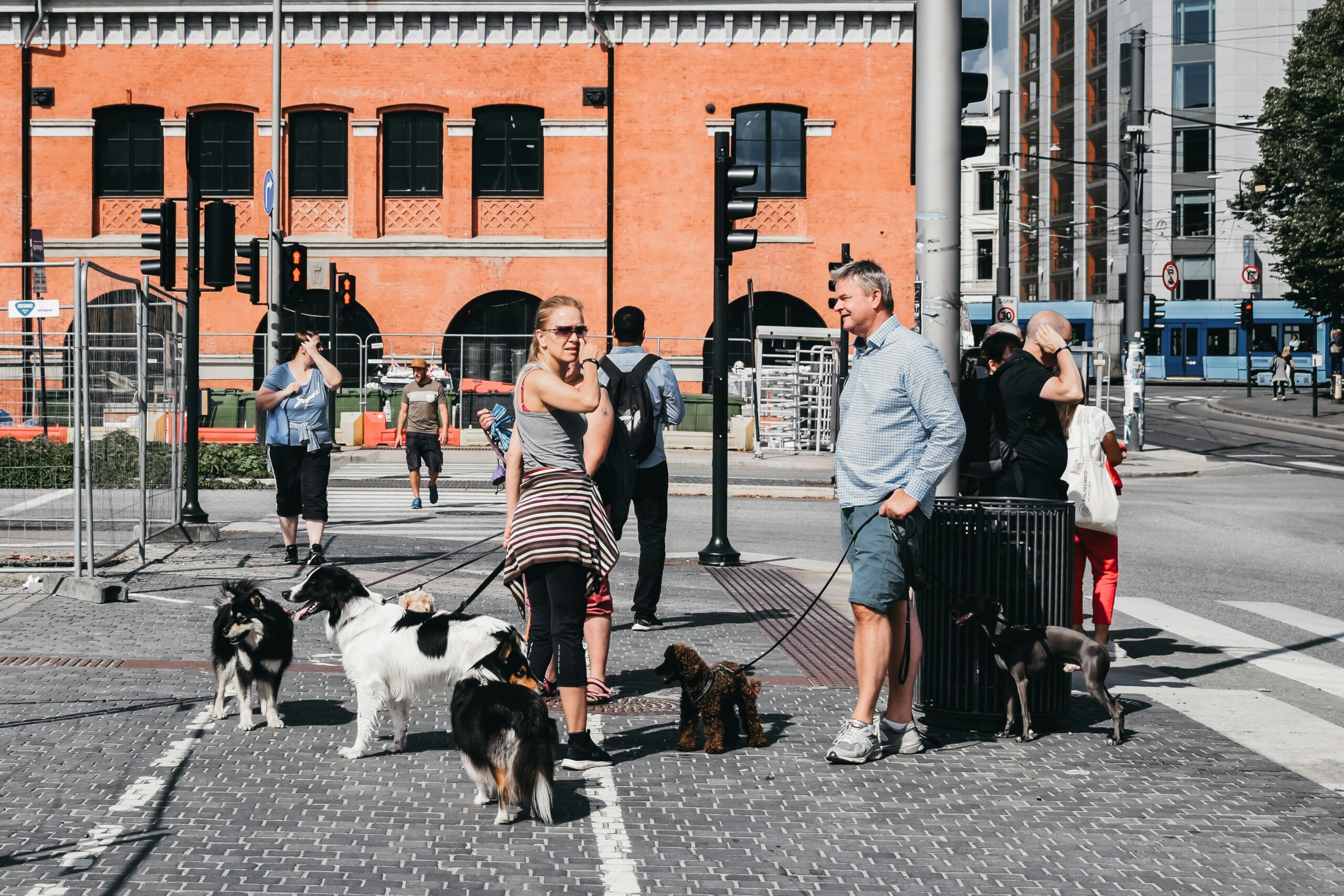 Traveling with Pets: Making the Journey Comfortable
