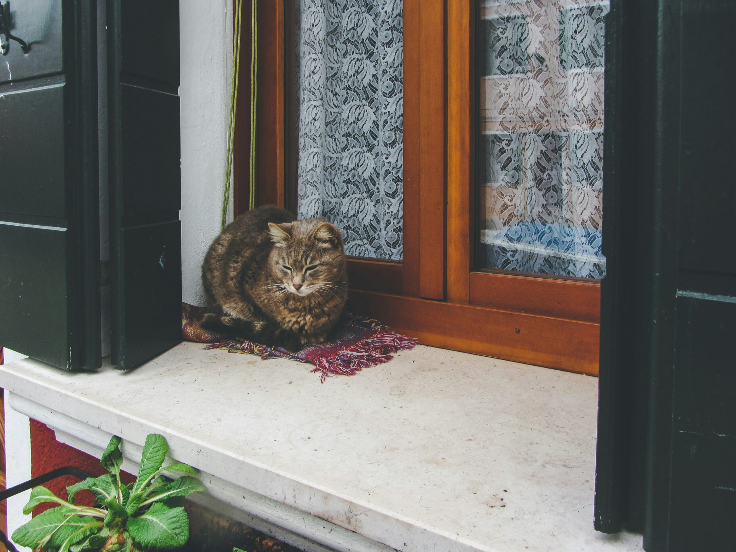 Introducing a New Cat to Your Home: Stress-Free Tips