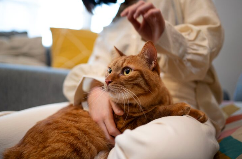 5 Possible Causes of Frequent Vomiting in Cats and When to Worry