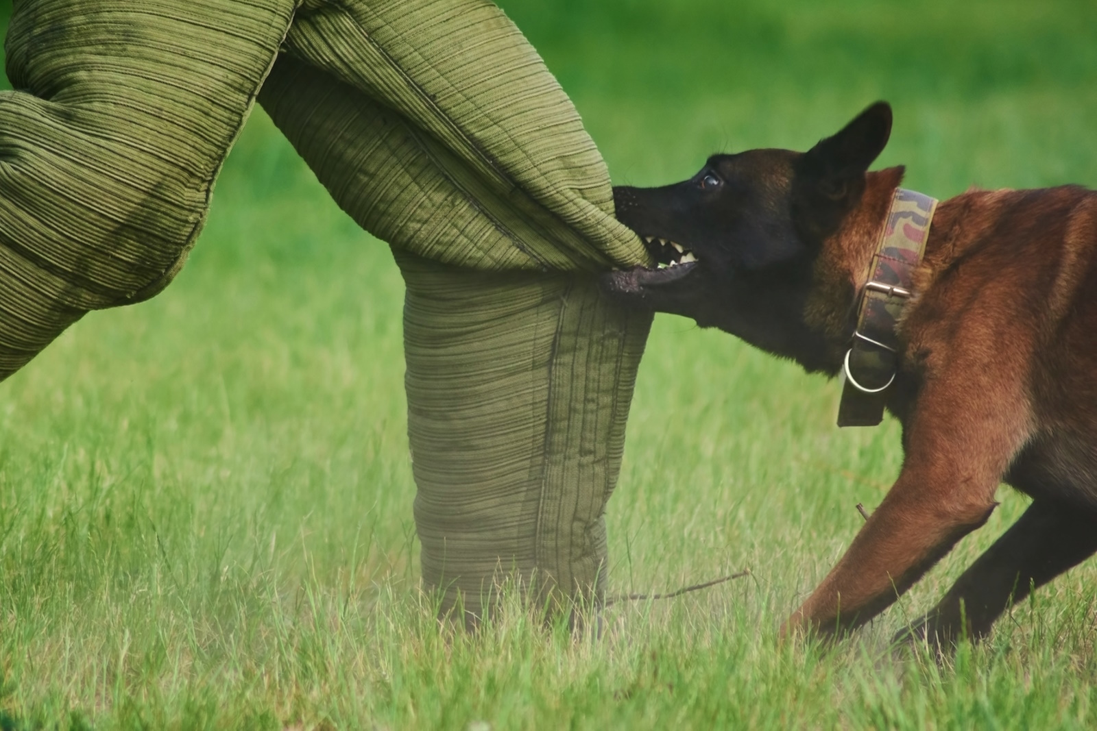 When should I claim compensation for a dog bite?