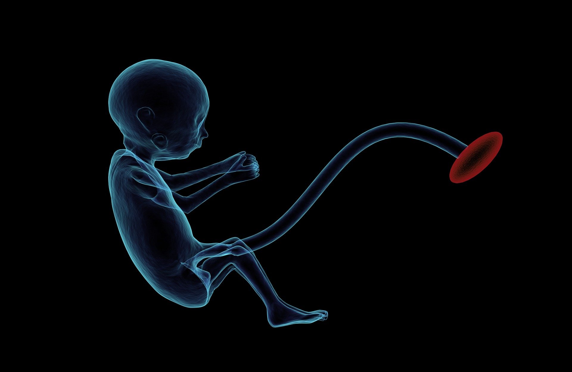 Placenta – The temporary fetal organ develops during pregnancy