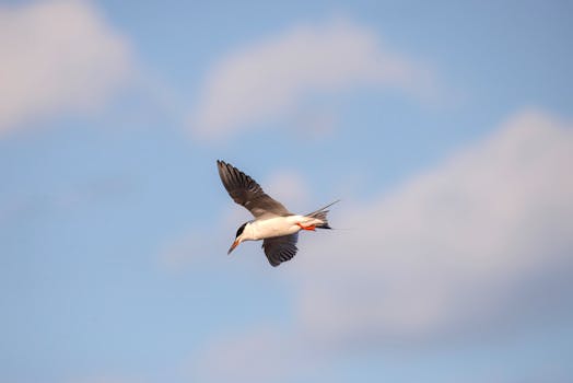 Platinum: More Than Just a Gleam, It’s a Catalyst for Progress