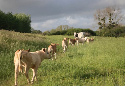 Decoding Bain & Company: Beyond the Boardroom Buzzwords