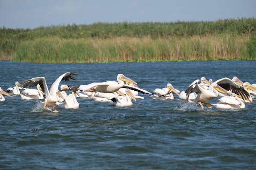 Beyond the Hype: What’s Really Going On with Delta 9 THC?