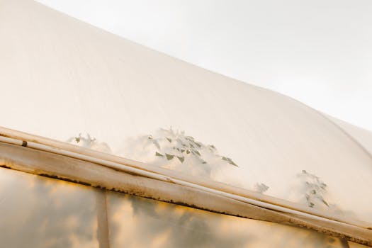 Unlocking Your Living Room’s Potential: How to Find the Right Sofa for Your Space at Poly & Bark