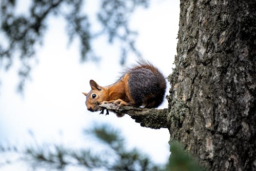 The Strategic Weight of Being Established